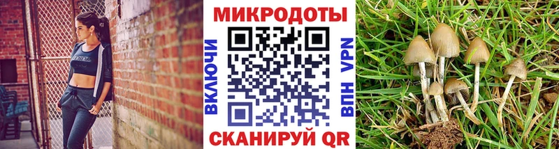 Галлюциногенные грибы Psilocybe где найти наркотики Слюдянка